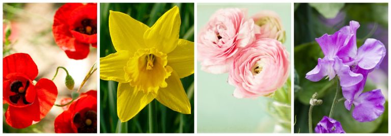 Most Popular Flowers best flowers for spring - most popular spring flowers Most Popular Flowers best flowers for spring - most popular spring flowers
