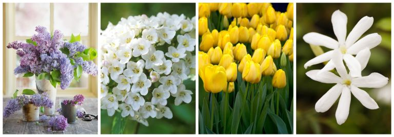 Most Popular Flowers best flowers for spring - most popular spring flowers Most Popular Flowers best flowers for spring - most popular spring flowers