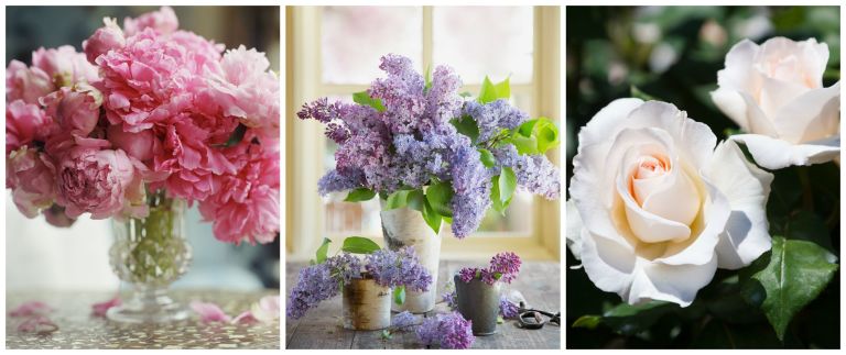 Most Popular Flowers best flowers for spring - most popular spring flowers Most Popular Flowers best flowers for spring - most popular spring flowers