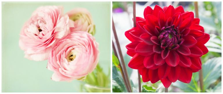 Most Popular Flowers best flowers for spring - most popular spring flowers Most Popular Flowers best flowers for spring - most popular spring flowers