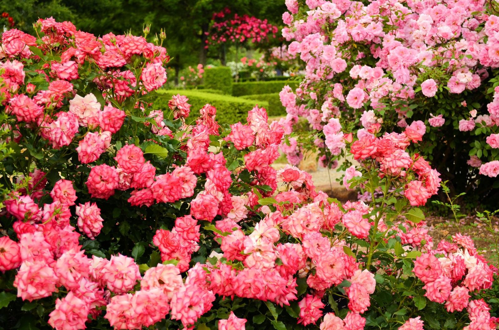 rose garden tips how to grow roses rose garden tips how to grow roses