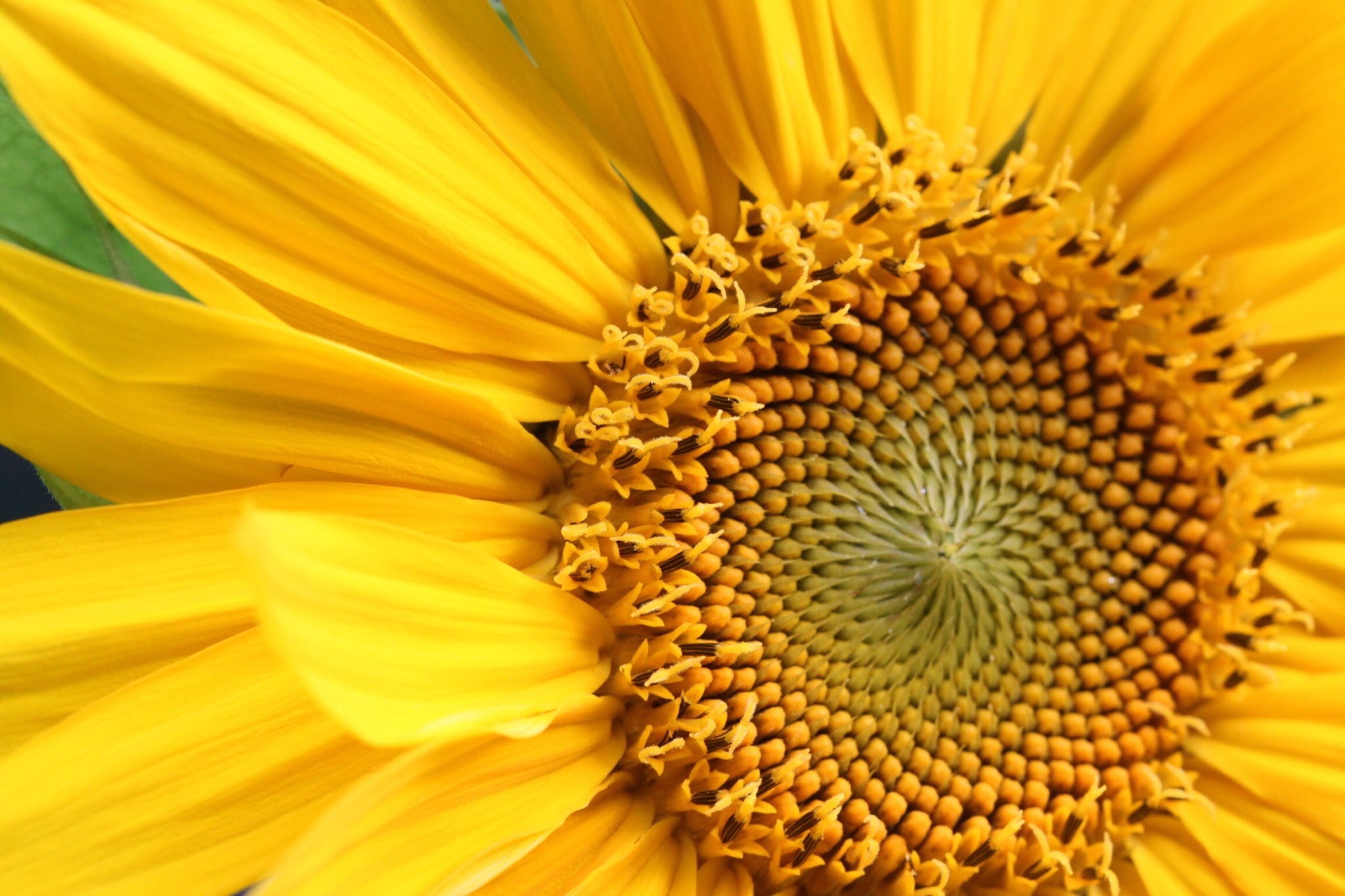 Sunflower Facts Things You Didn't Know About Sunflowers