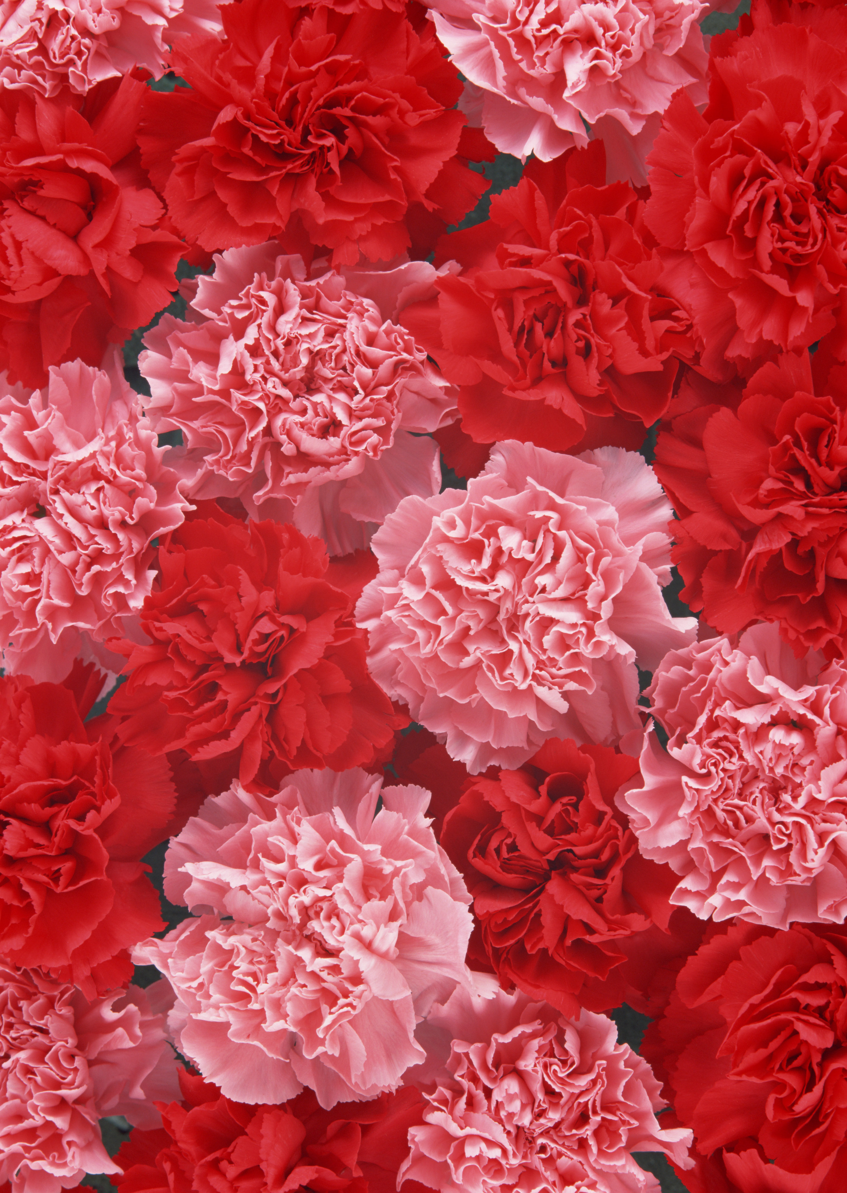 Carnation Fun Facts Why Carnations Are the Best