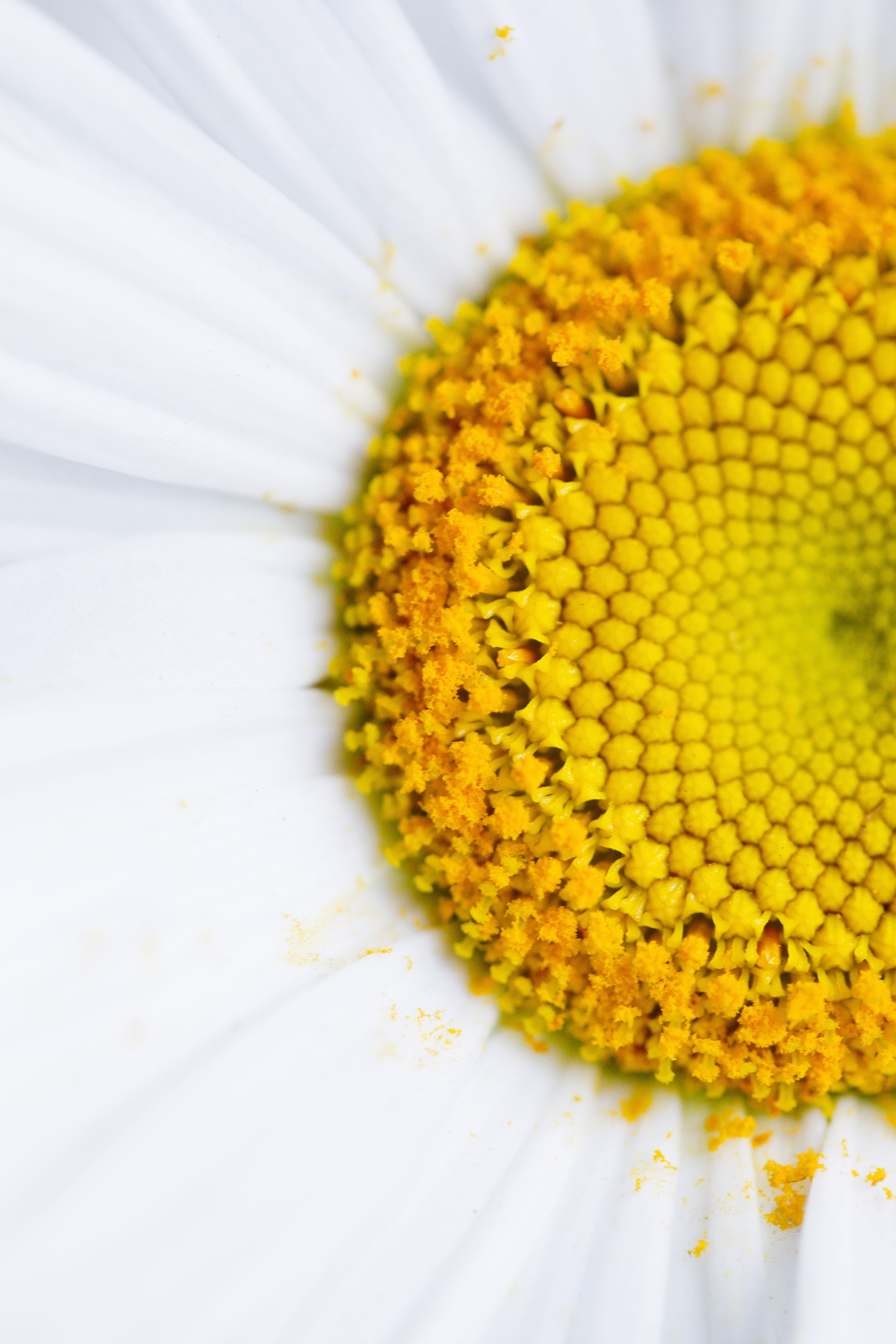 Things You Didn't Know About Daisies Daisy Fun Facts