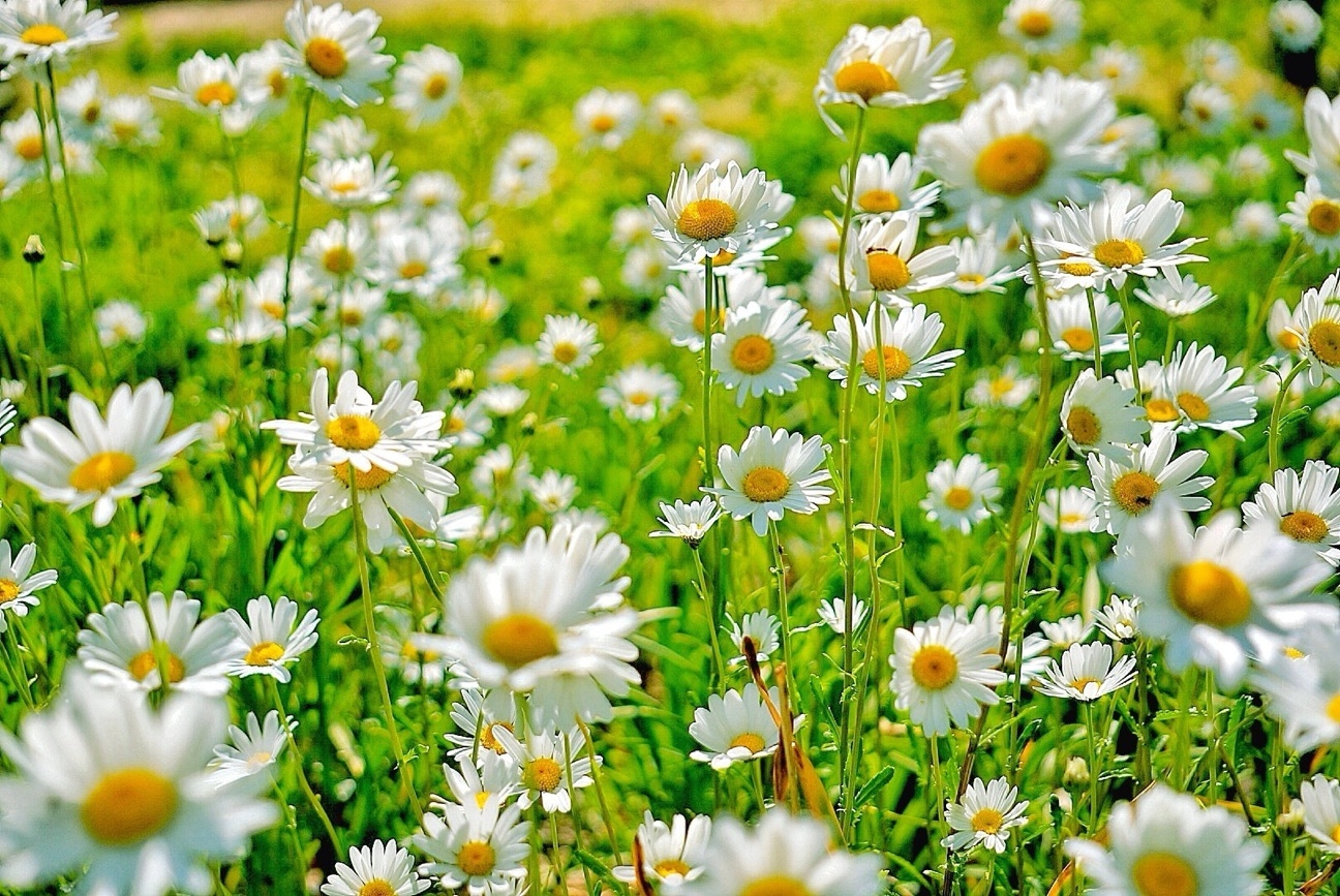 Things You Didnt Know About Daisies Daisy Fun Facts 