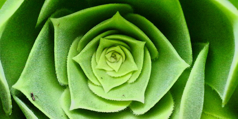 facts about green 9 things you didn t know about the color green facts about green 9 things you didn t know about the color green