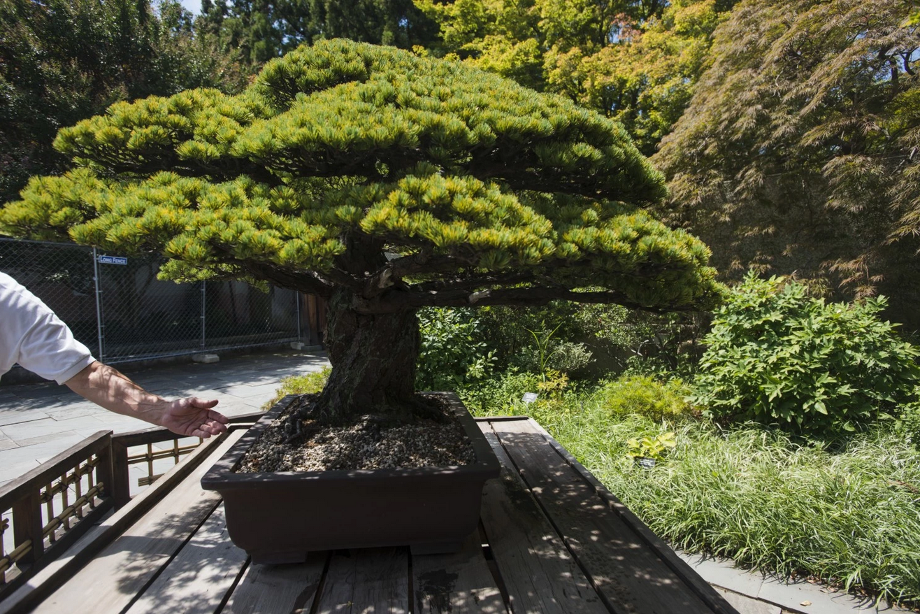 390YearOld Bonsai Tree from Japan Old Bonsai Tree in National Arboretum Survived Atomic Attack
