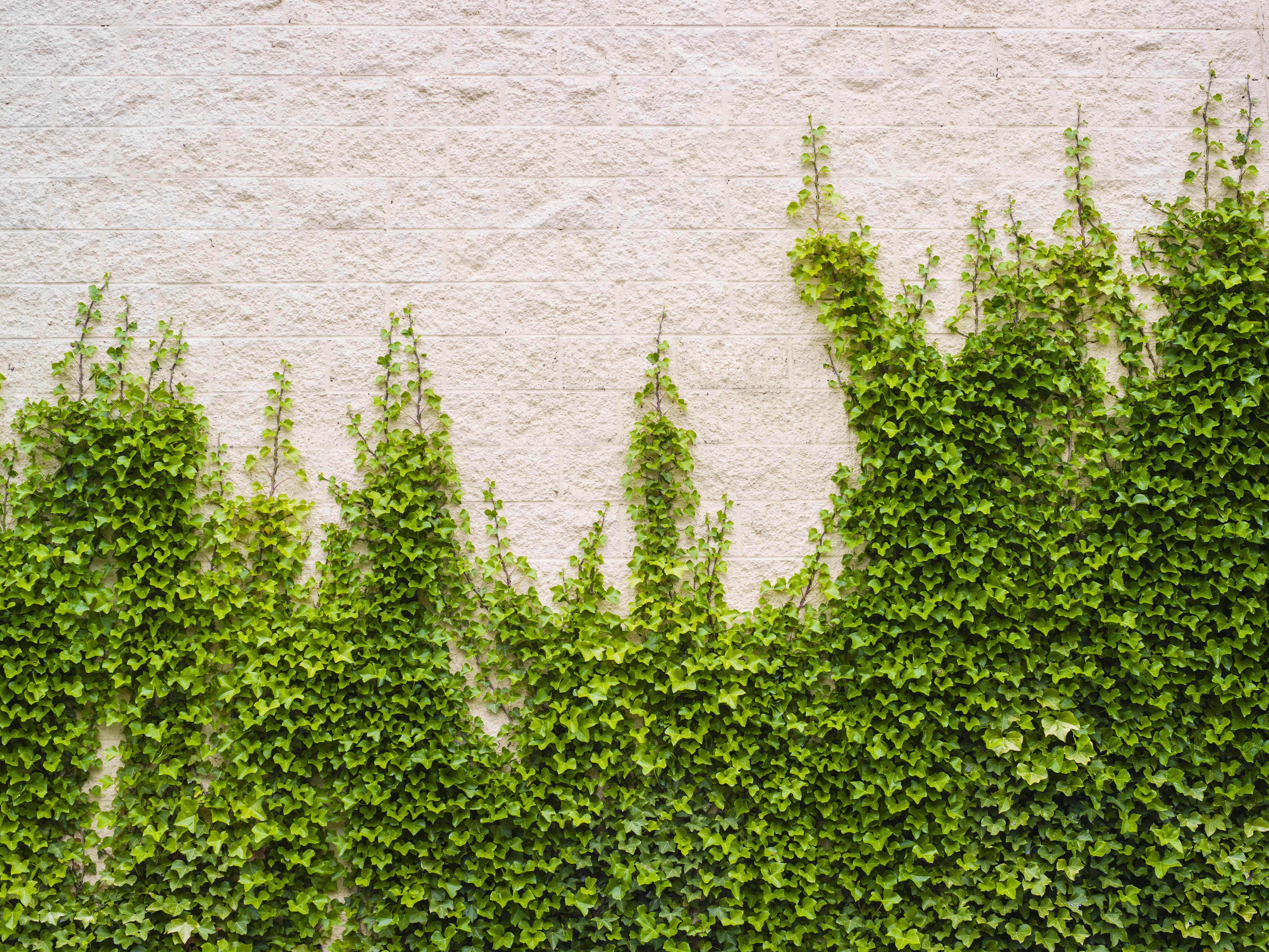 7 Pretty Plants That Are Actually Ruining Your Home 7 Pretty Plants That Are Actually Ruining Your Home new pics 7 Pretty Plants That Are Actually Ruining Your Home 7 Pretty Plants That Are Actually Ruining Your Home new pics