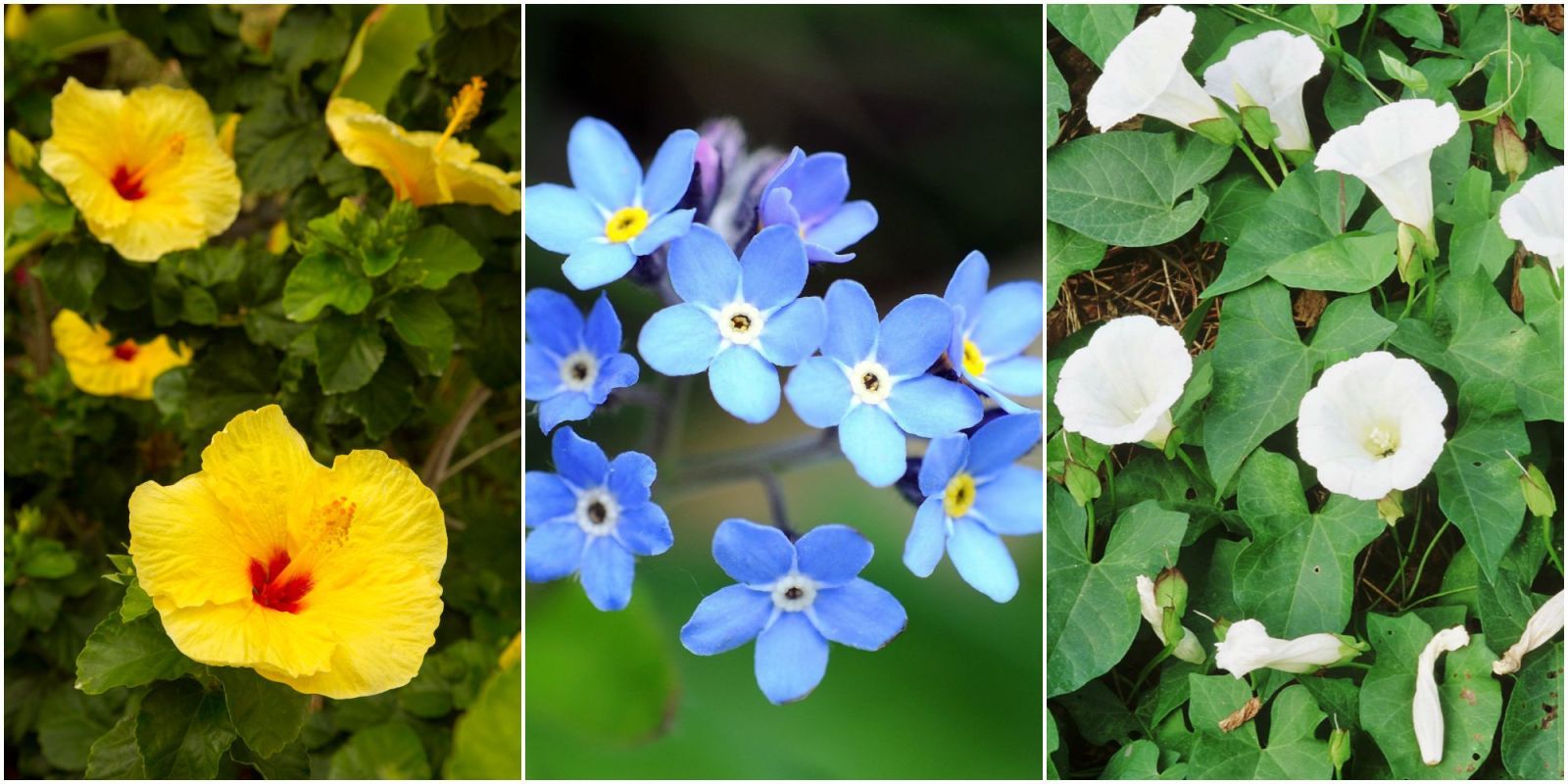7 Pretty Plants That Are Actually Ruining Your Home 7 Pretty Plants That Are Actually Ruining Your Home