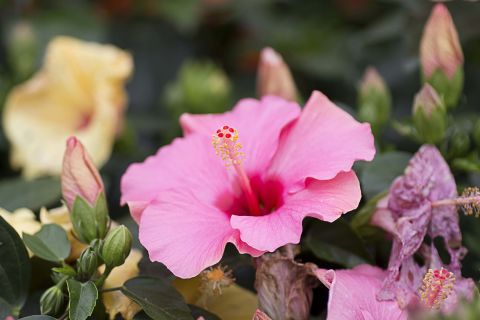 2019 year - 7 Pretty Plants That Are Actually Ruining Your Home 2019 year
