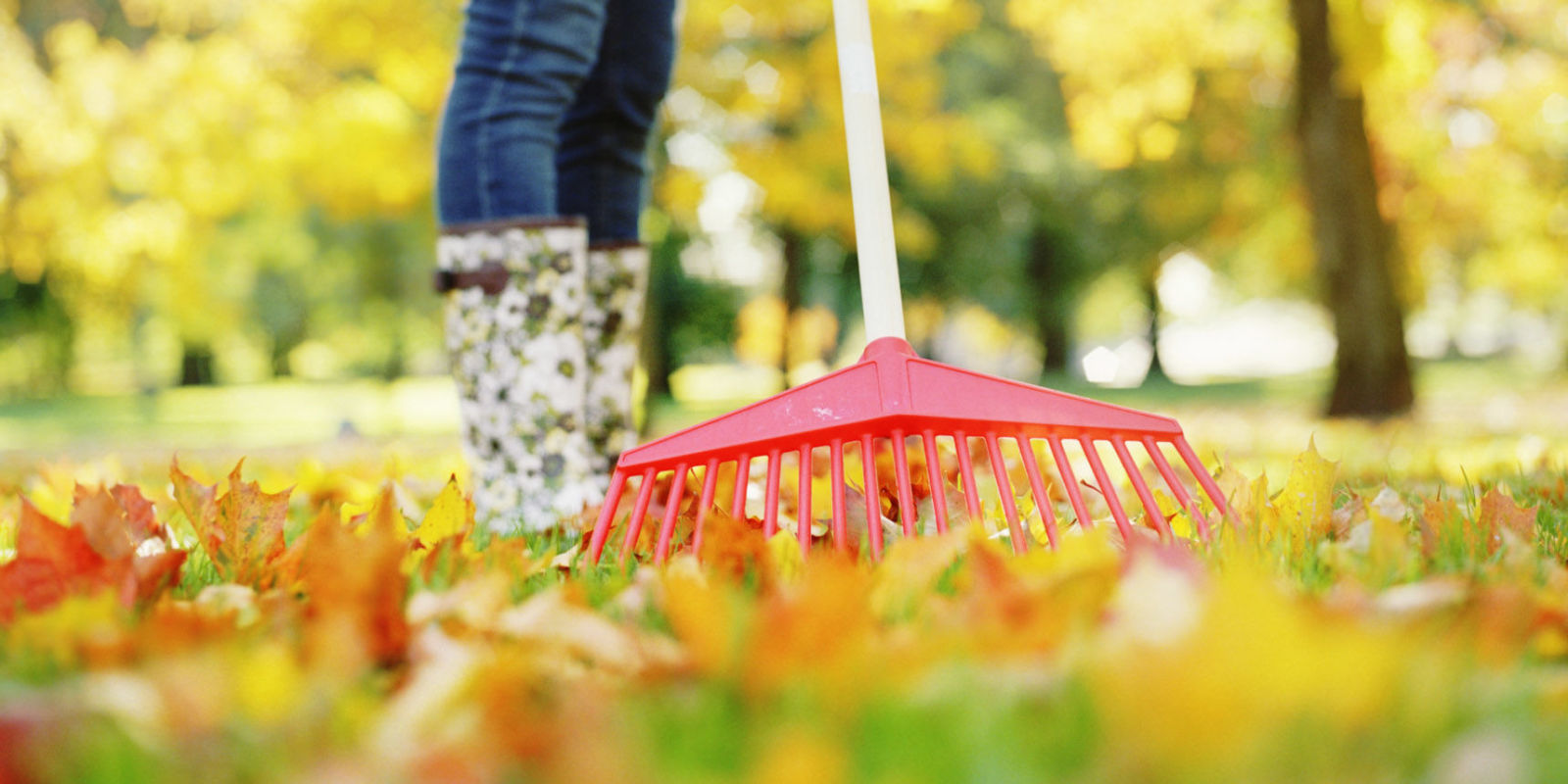 Why You Shouldn't Rake Your Leaves Fall Gardening and Raking Tips