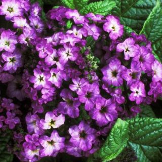 These varieties are as close to Bambi-proof as you can get. 