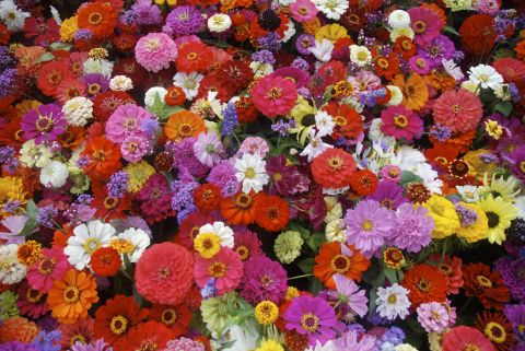 Aries know what they want and they want it now – which is why Allen suggests you plant zinnias or impatiens, which don't need a lot of attention or, err, patience. (See what we did there?)
