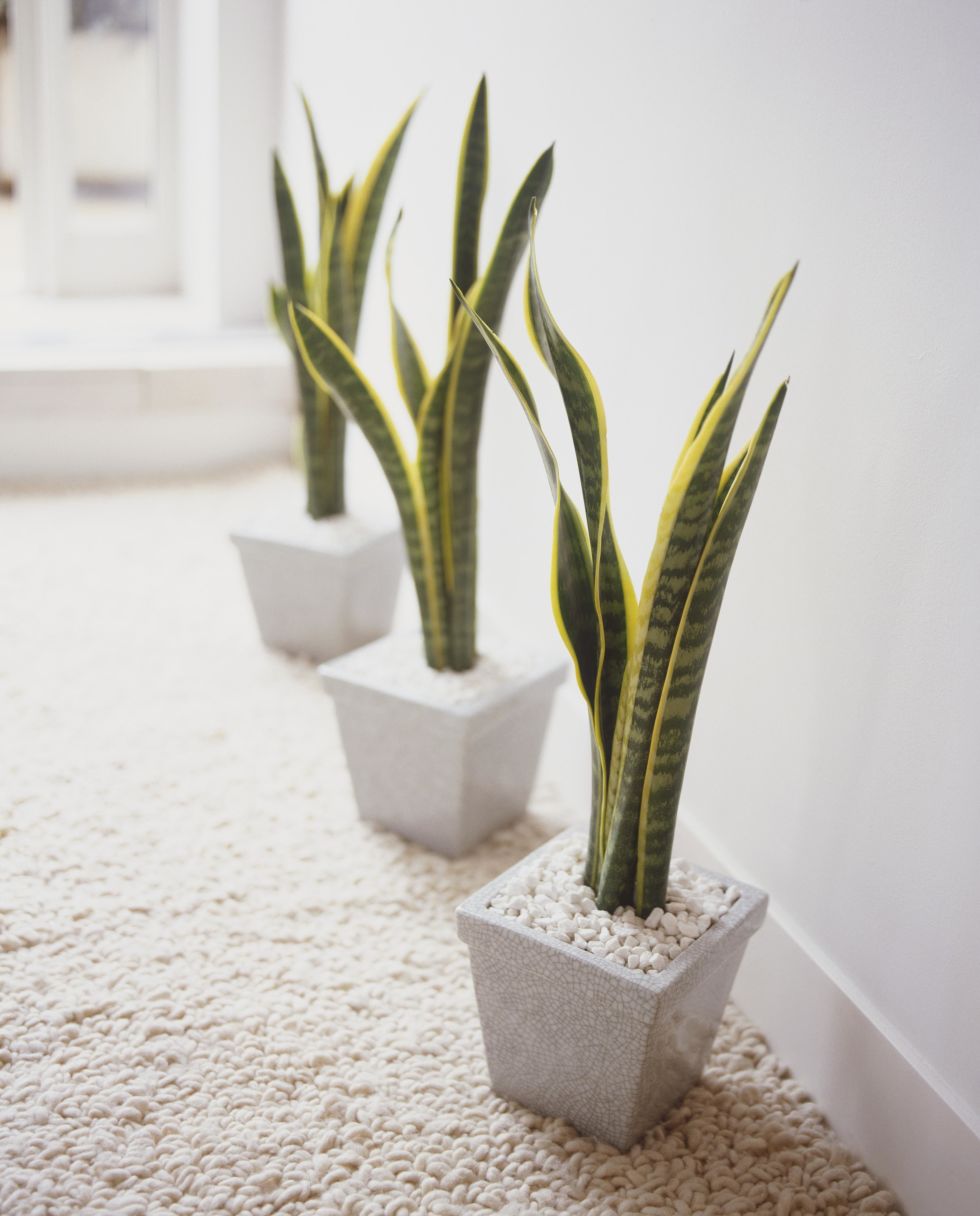 the best office plants - plants that will thrive on your desk the best office plants - plants that will thrive on your desk