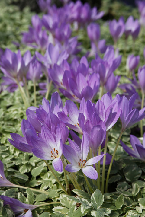 Fall crocuses sprout up from bulbs just like their spring counterparts, but the 