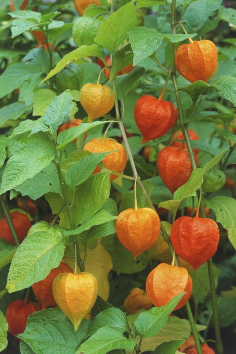 While the bell flowers look pretty in the summertime, the colorful pods make this ornamental plant so popular. Physalis alkekengi requires little fuss, but it'll spread quickly if left to its own devices.<br />