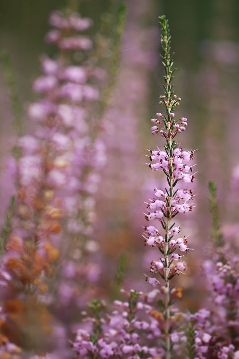 With white, pink or purple flowers, heathers carpet large areas with tons of color. The green, bronze and red foliage also add interest in the wintertime.<br />