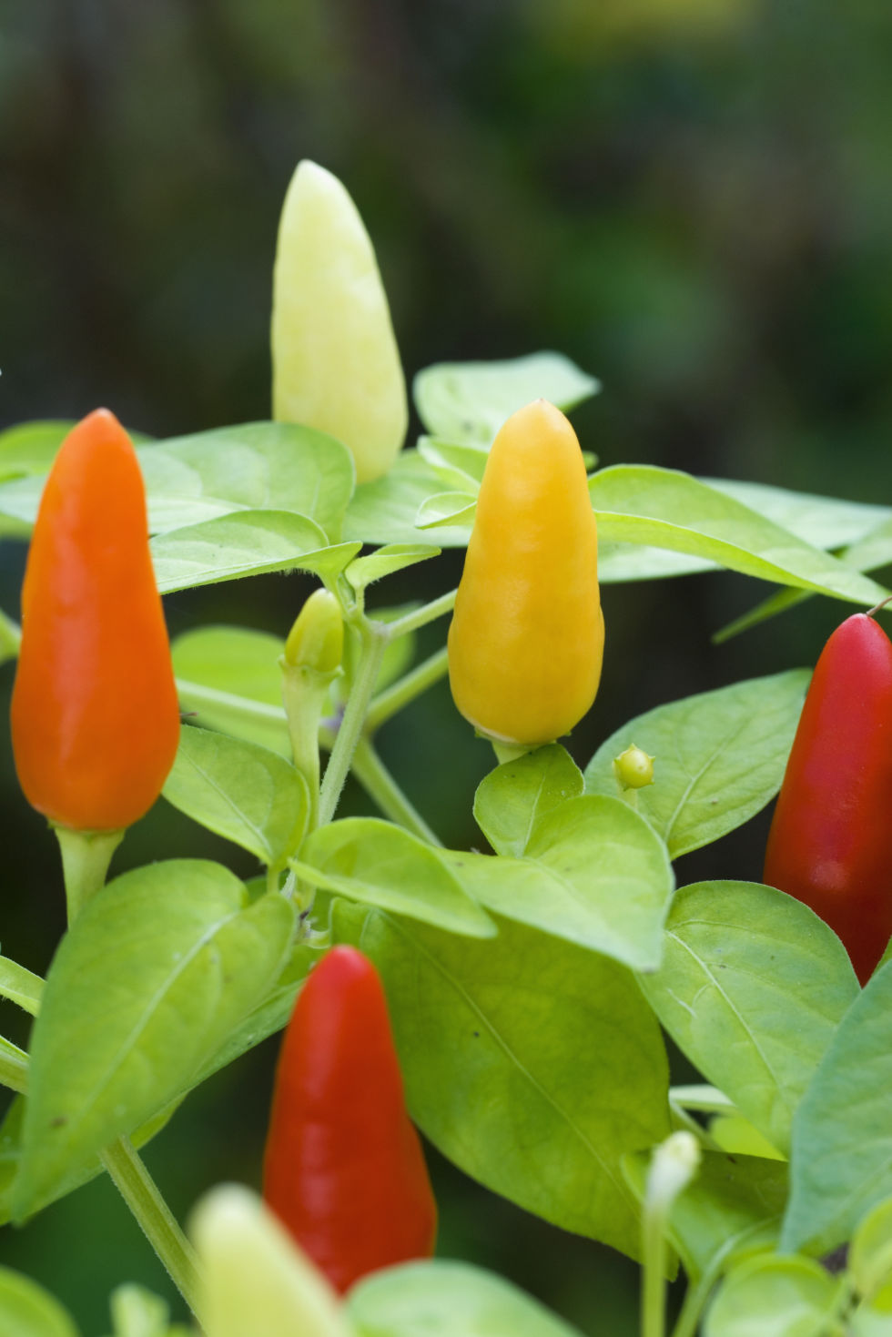 Flower Garden Ideas Northeast 25 best fall flowers & plants - flowers that bloom in autumn Flower Garden Ideas Northeast 25 best fall flowers & plants - flowers that bloom in autumn