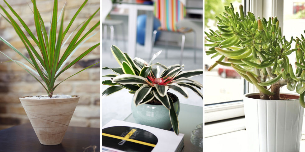 plants that improve air quality in your home