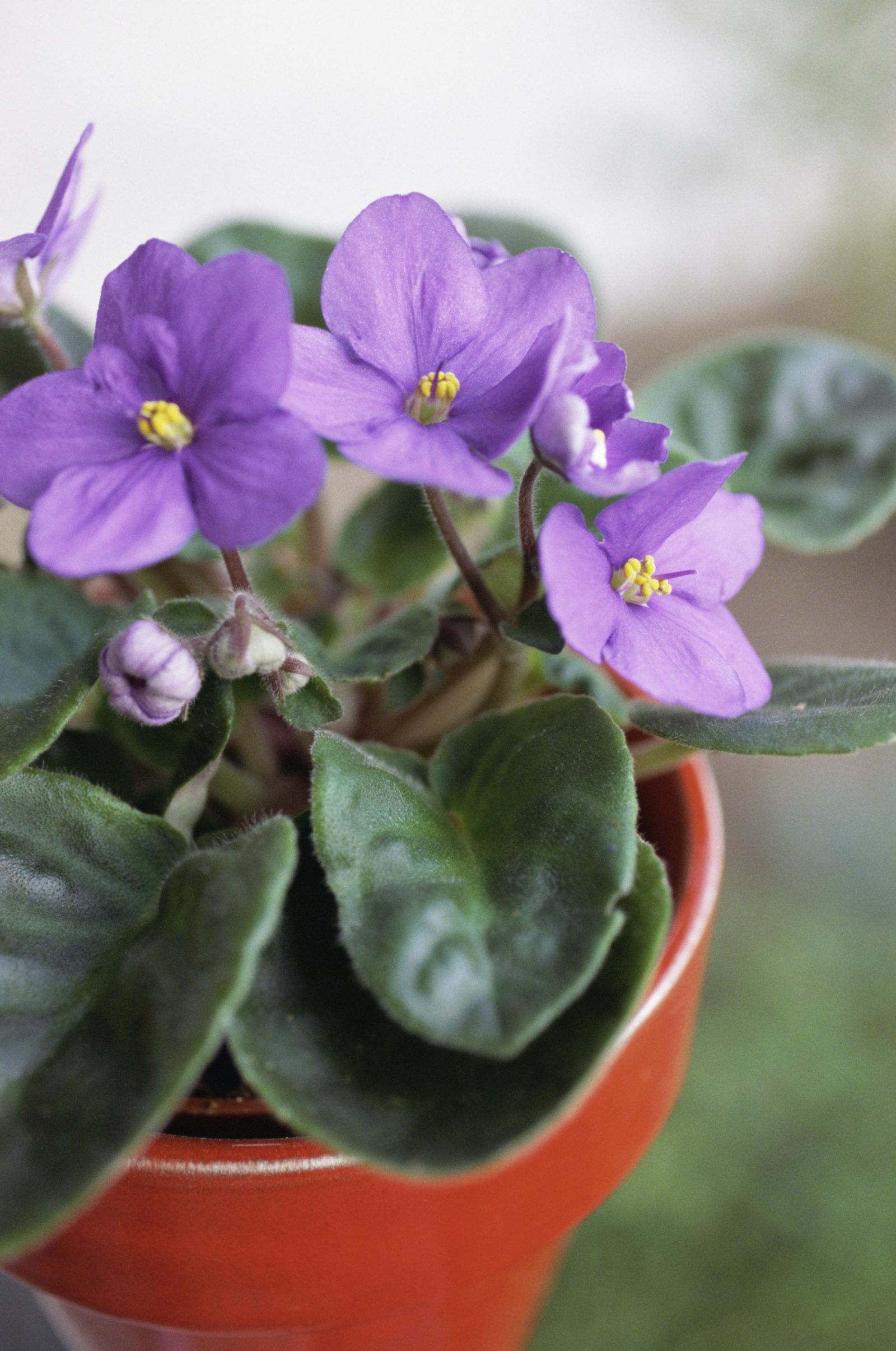 Flowering House Plants Purple benefits of houseplants - why you need more houseplants Flowering House Plants Purple benefits of houseplants - why you need more houseplants