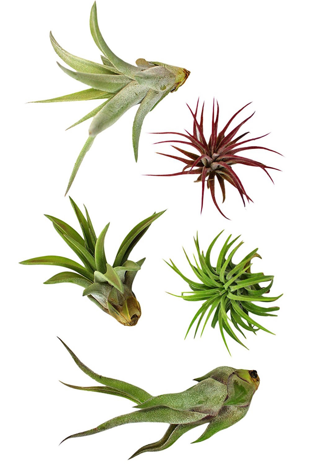 Can You Buy Plants On Amazon | can you buy plants on amazon 10 plants you can buy on Can You Buy Plants On Amazon | can you buy plants on amazon 10 plants you can buy on