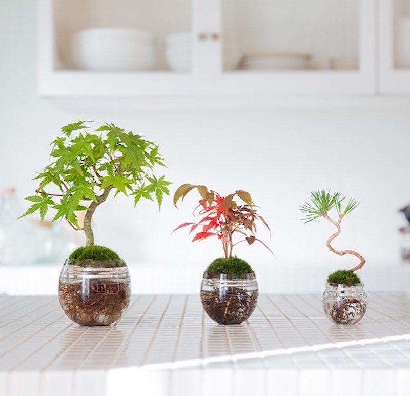 Aqua Bonsai Is the Coolest Gardening Trend Right Now Underwater