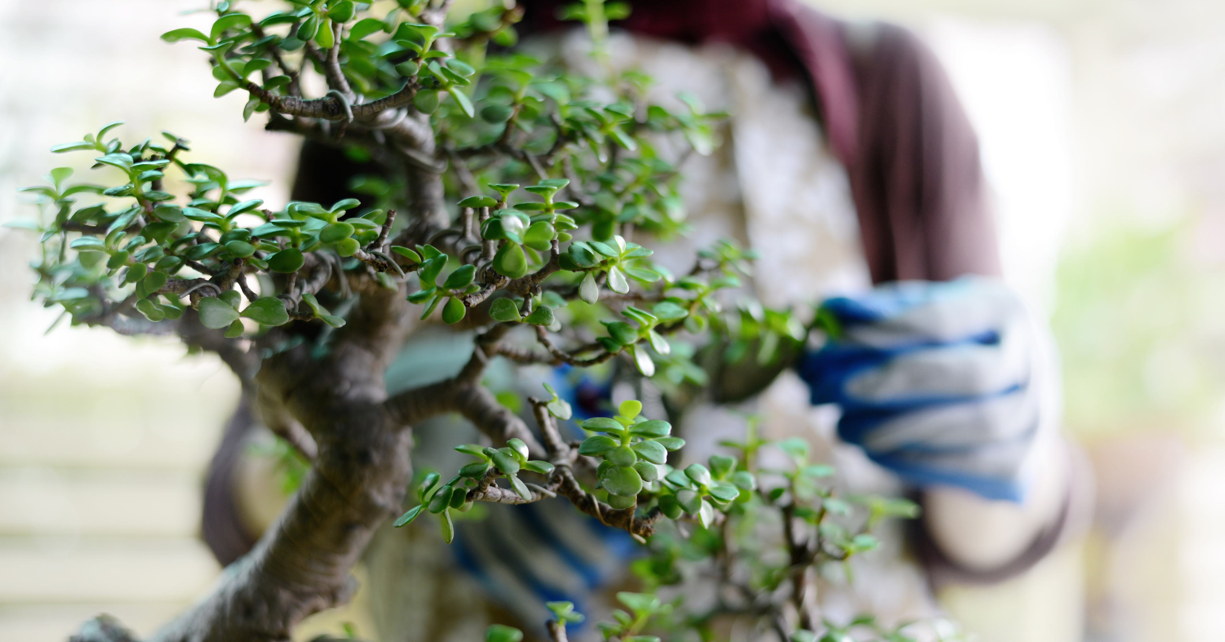 Aqua Bonsai Is the Coolest Gardening Trend Right Now Underwater