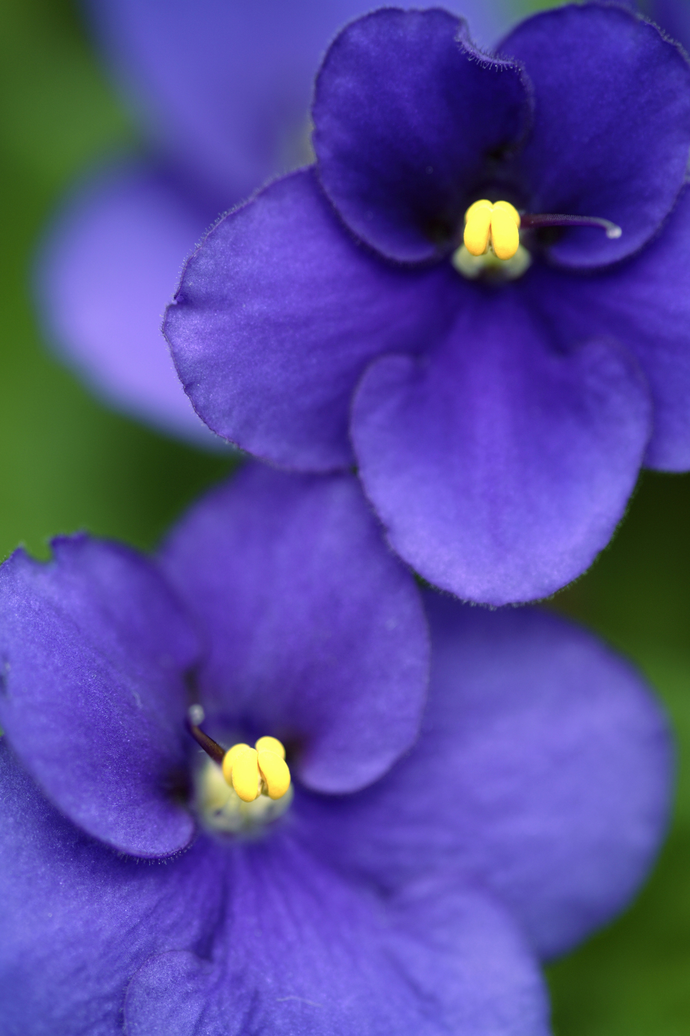 What Does Your Birth Flower Say About You? Your Birth Flower Could Be