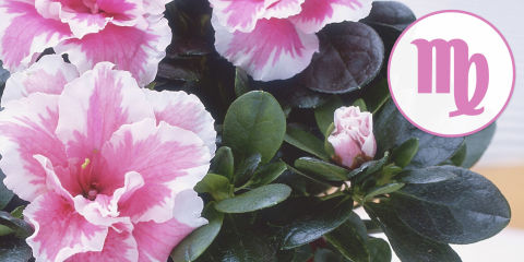 plant for your zodiac sign