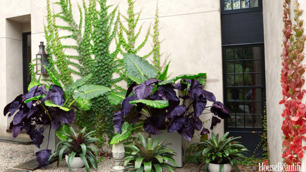 Large leafy plants make an eye-catching garden by the front door of a modern home in upstate New York.<br />