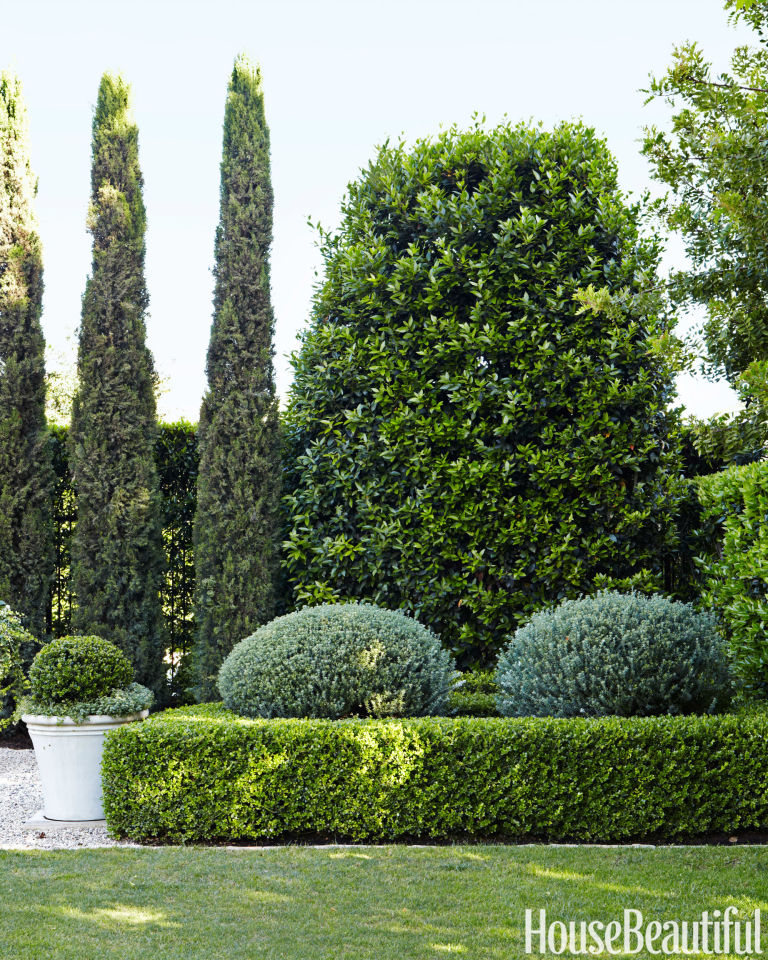 boxwood hedges